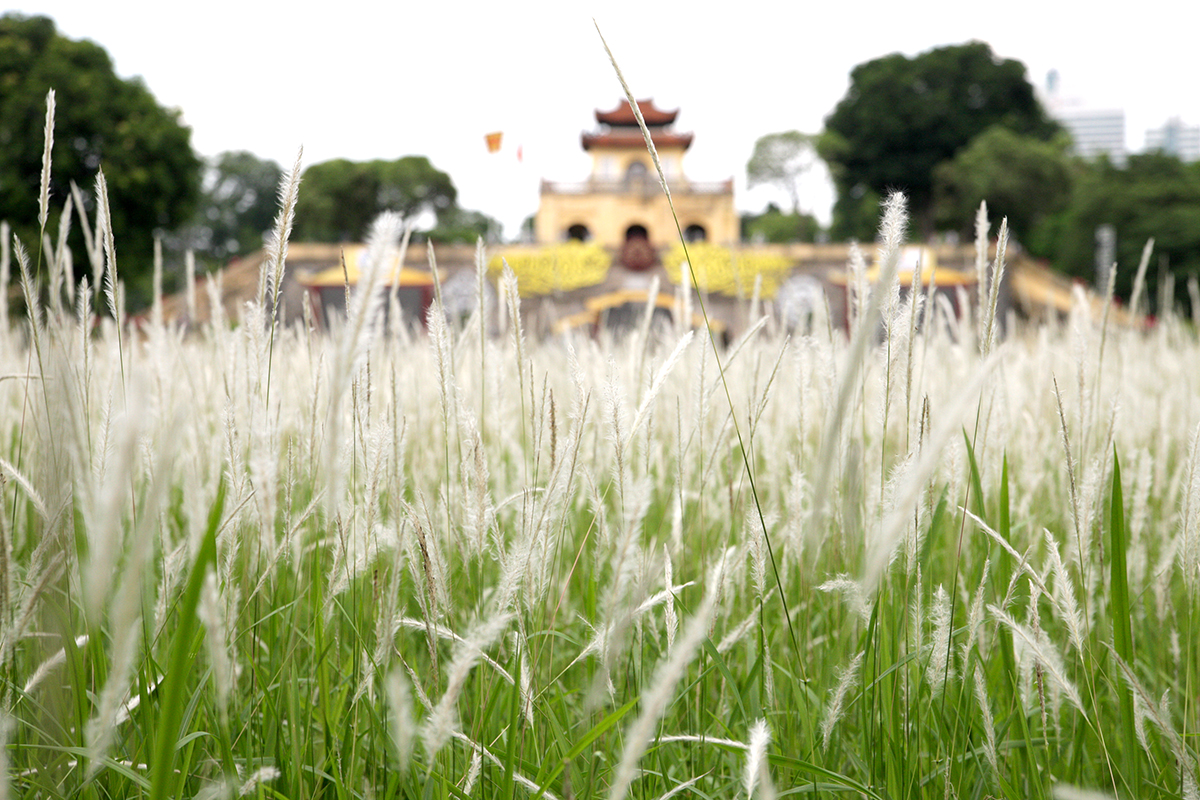 Phát hiện bãi cỏ lau trắng muốt nằm giữa trung tâm Hà Nội, chị em nhìn thấy là thích mê - Ảnh 2.