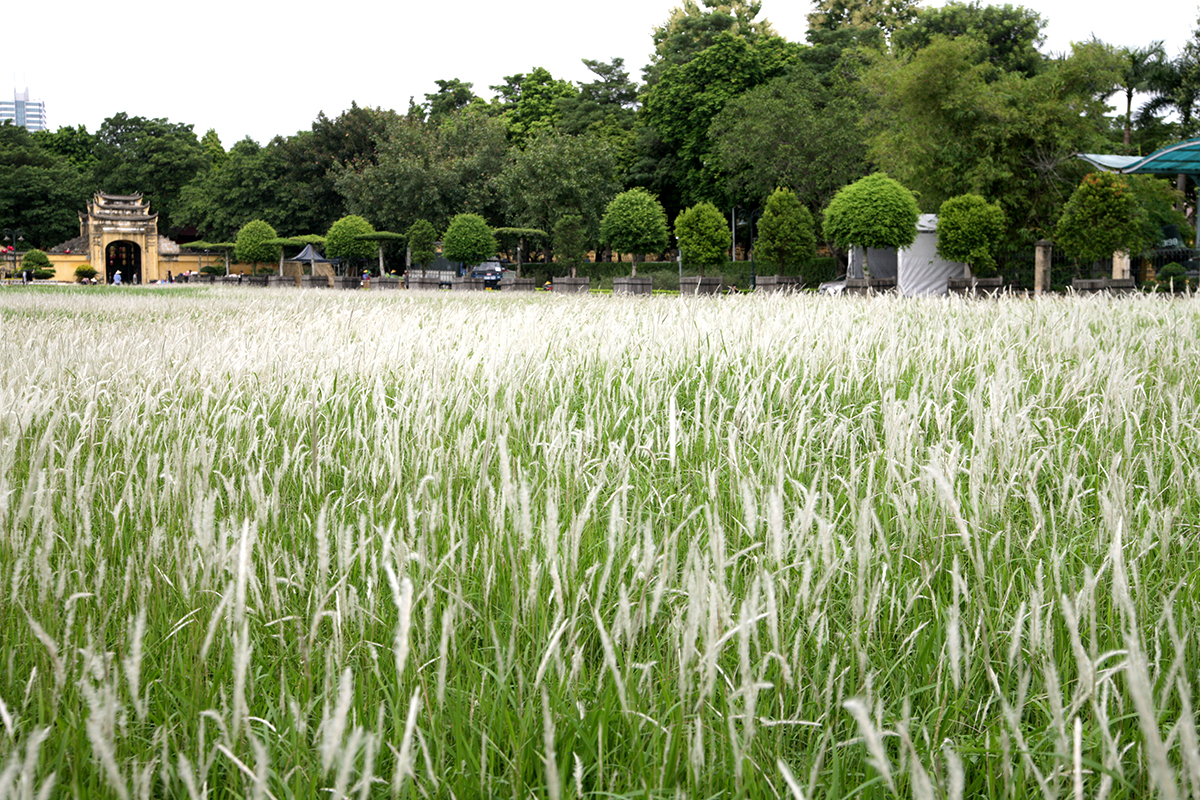 Phát hiện bãi cỏ lau trắng muốt nằm giữa trung tâm Hà Nội, chị em nhìn thấy là thích mê - Ảnh 6.