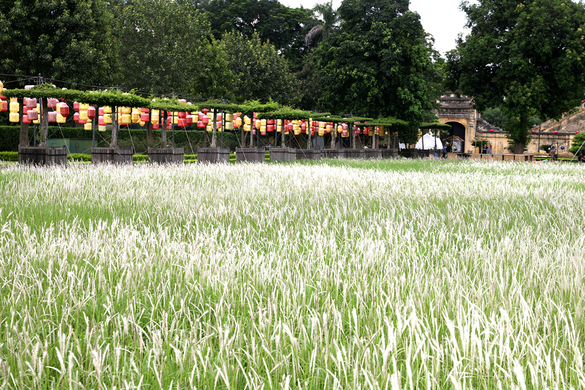Phát hiện bãi cỏ lau trắng muốt nằm giữa trung tâm Hà Nội, chị em nhìn thấy là thích mê - Ảnh 3.