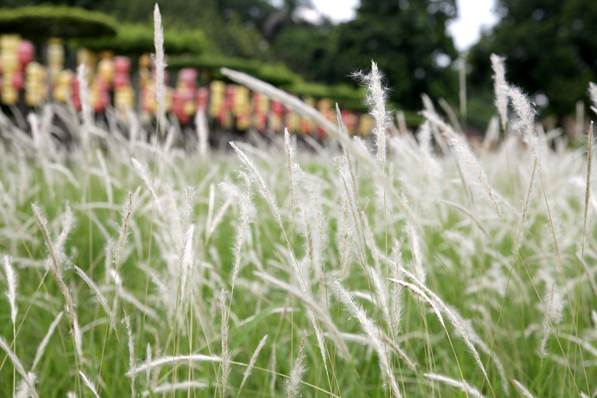 Phát hiện bãi cỏ lau trắng muốt nằm giữa trung tâm Hà Nội, chị em nhìn thấy là thích mê - Ảnh 5.