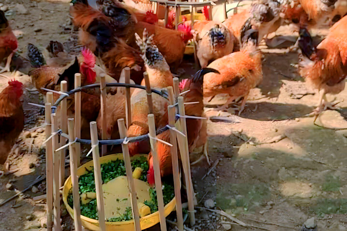 Cho gà uống trà hoa vàng, ăn dược liệu thu lãi cả trăm triệu - Ảnh 3. Cho gà uống trà hoa vàng, ăn dược liệu thu lãi cả trăm triệu - Ảnh 3.