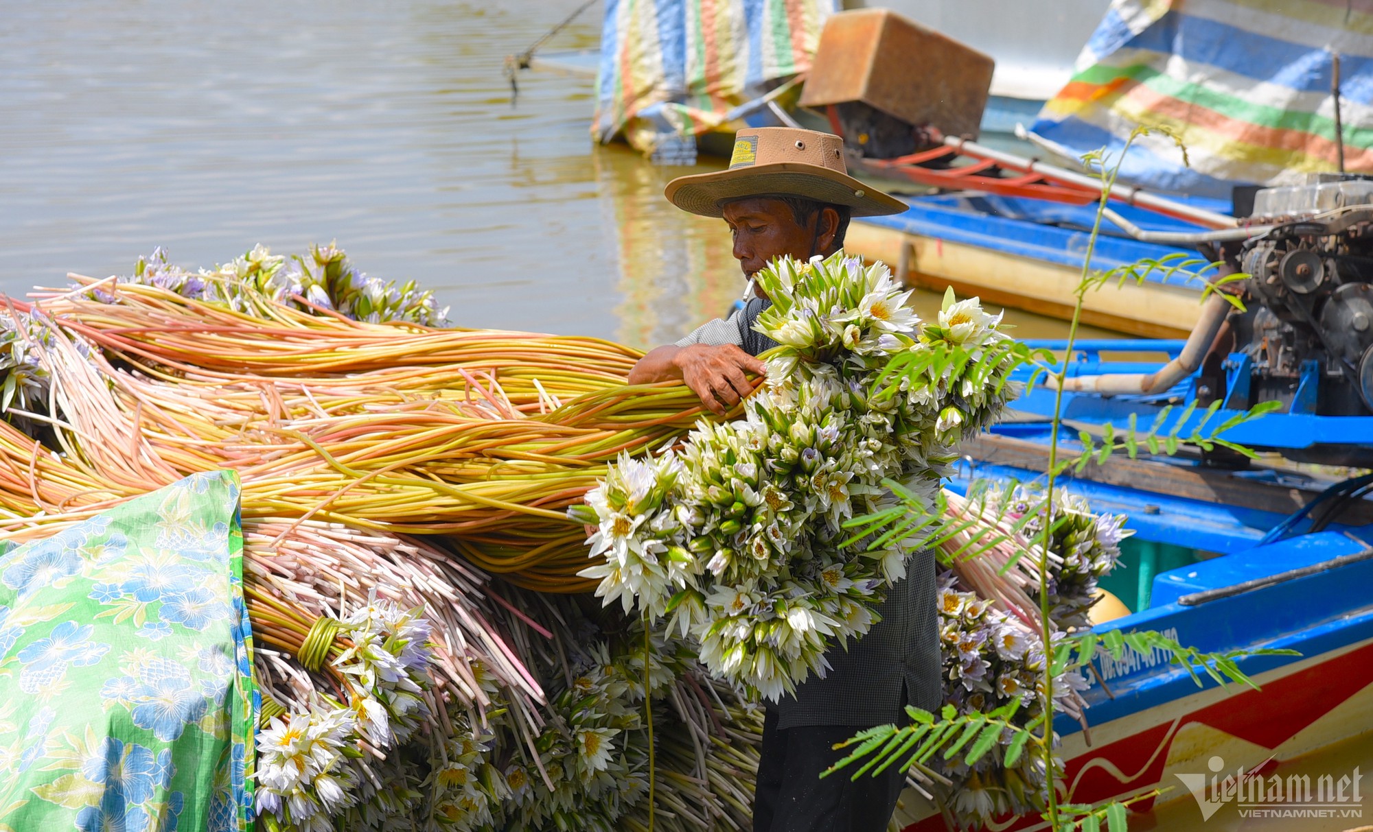 Thu hoạch ‘súng ma’ nơi đầu nguồn biên giới An Giang - Ảnh 3.