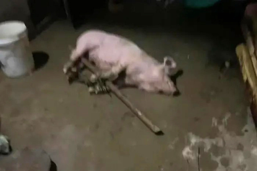 Lũ tràn vào trang trại ở Thanh Hóa, hơn 1.000 con lợn bị chết và cuốn trôi - Ảnh 4.