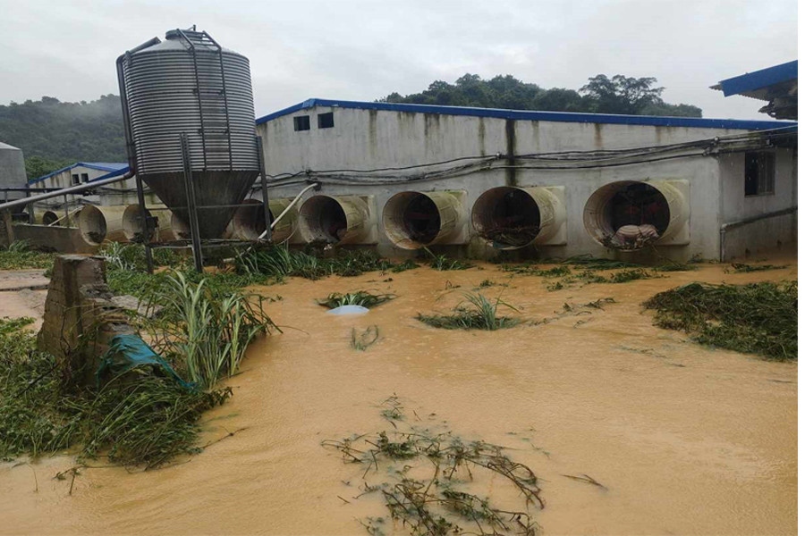 Lũ tràn vào trang trại ở Thanh Hóa, hơn 1.000 con lợn bị chết và cuốn trôi - Ảnh 3.