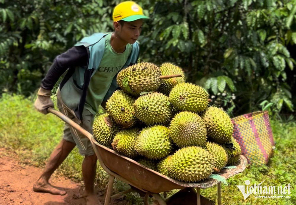 Người Trung Quốc coi là quà quý, ‘vua trái cây’ Việt Nam thu gần 1,3 tỷ USD - Ảnh 2.