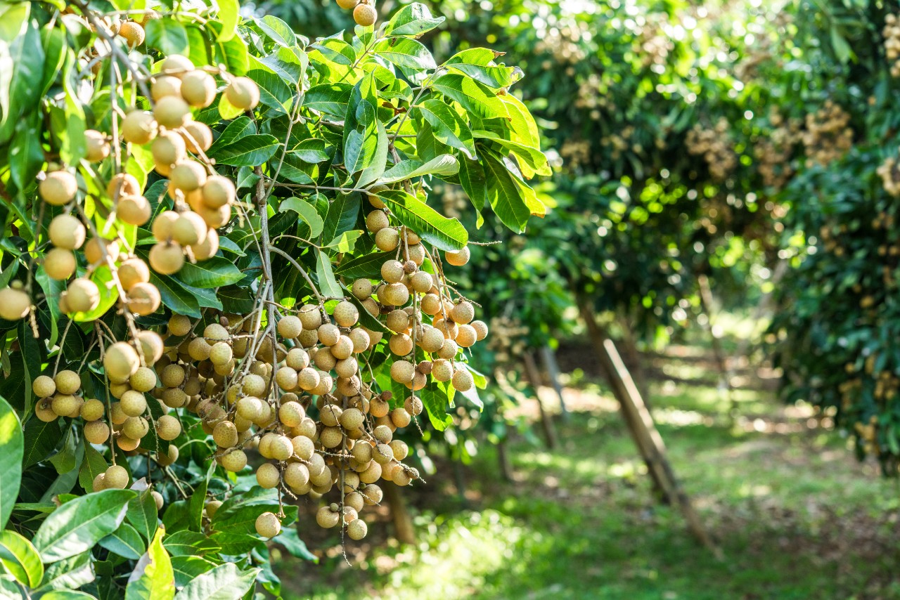 Thu nhập cả tỷ đồng mỗi năm nhờ bán loại quả vỏ mỏng, cùi dày, vị thơm ngọt - Ảnh 1.