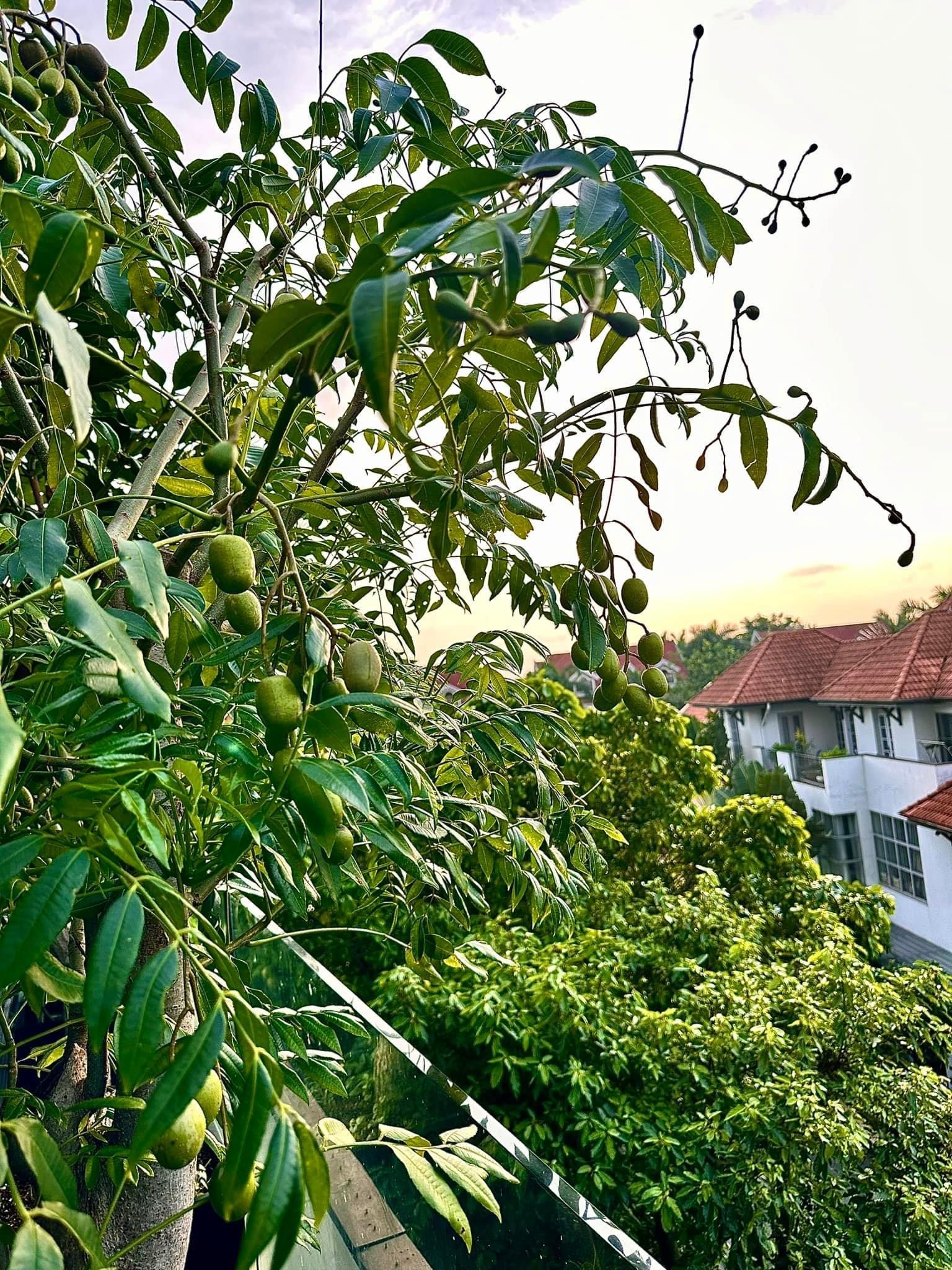 'Khu vườn trên cao' trong căn nhà phố 100m2 của diễn viên Diệp Bảo Ngọc