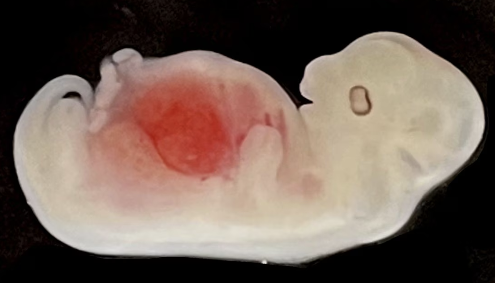 Tạo ra bộ phận cơ thể người đầu tiên trên thân động vật: Triển vọng và tranh cãi - Ảnh 1. Tạo ra bộ phận cơ thể người đầu tiên trên thân động vật: Triển vọng và tranh cãi - Ảnh 1.