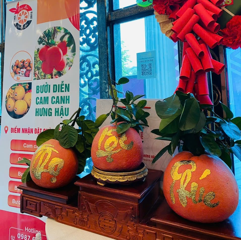 Bưởi dát vàng giá bán đắt đỏ, gần 1 triệu đồng/quả vẫn 'hút' khách - Ảnh 2. Bưởi dát vàng giá bán đắt đỏ, gần 1 triệu đồng/quả vẫn 'hút' khách - Ảnh 2.