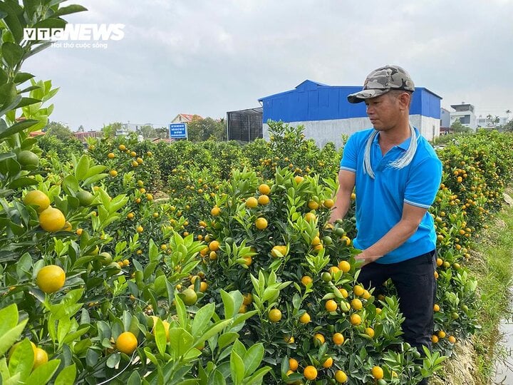 Kiếm tiền triệu mỗi ngày nhờ ngón nghề tạo dáng quất cảnh đón Tết - Ảnh 5.