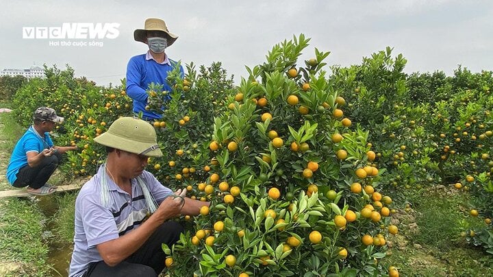 Kiếm tiền triệu mỗi ngày nhờ ngón nghề tạo dáng quất cảnh đón Tết - Ảnh 2.