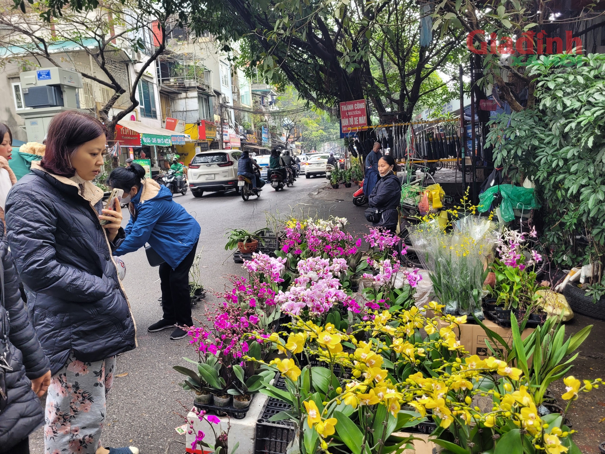 Hoa lan xuống phố ngày cận Tết, giá bán gấp đôi ngày thường, người tiêu dùng Thủ đô vẫn tranh nhau mua - Ảnh 2.