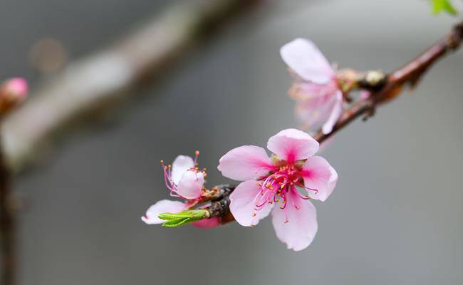 Đón xuân về, dân sành chơi hoa Tết đều biết đến 5 loại đào này, có loại giá bán lên đến cả trăm triệu- Ảnh 11.