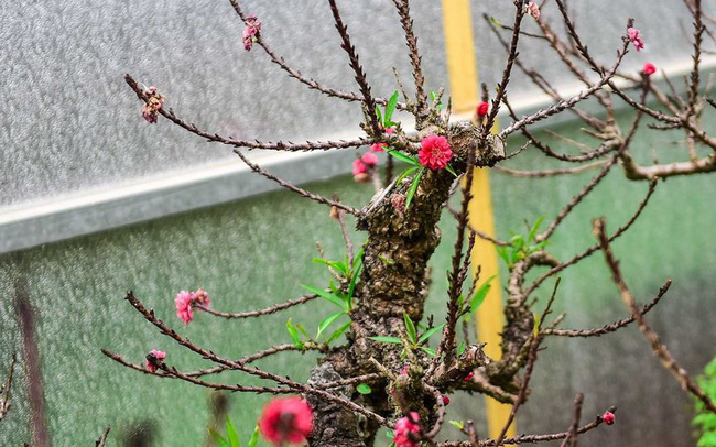 Đón xuân về, dân sành chơi hoa Tết đều biết đến 5 loại đào này, có loại giá bán lên đến cả trăm triệu- Ảnh 20.