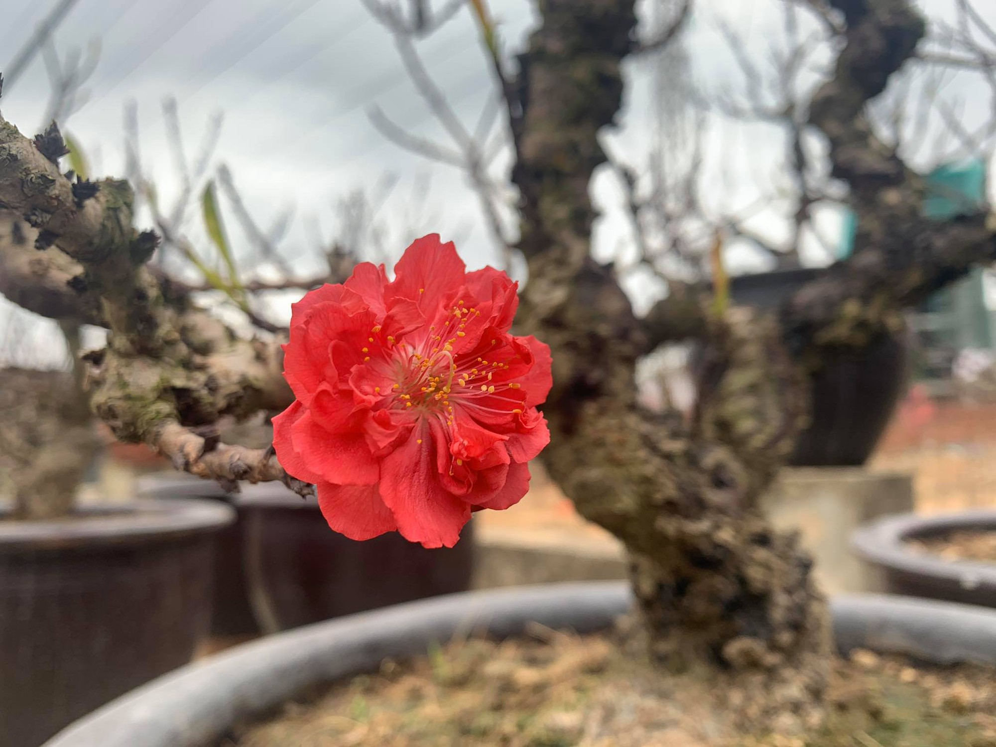 Đón xuân về, dân sành chơi hoa Tết đều biết đến 5 loại đào này, có loại giá bán lên đến cả trăm triệu- Ảnh 18.