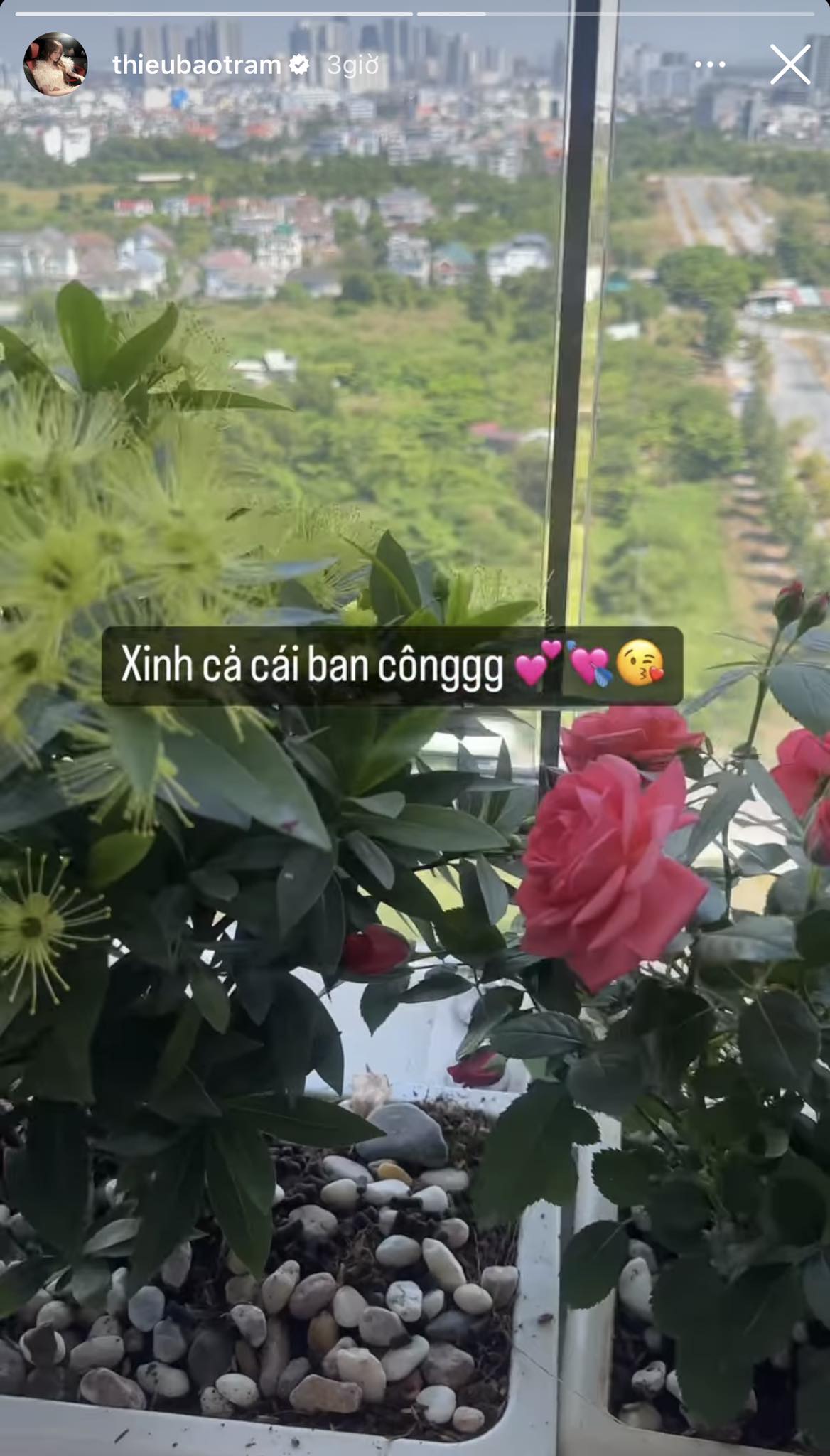 Chơi Tết Giáp Thìn, học sao Việt cách chọn hoa trang trí nhà
