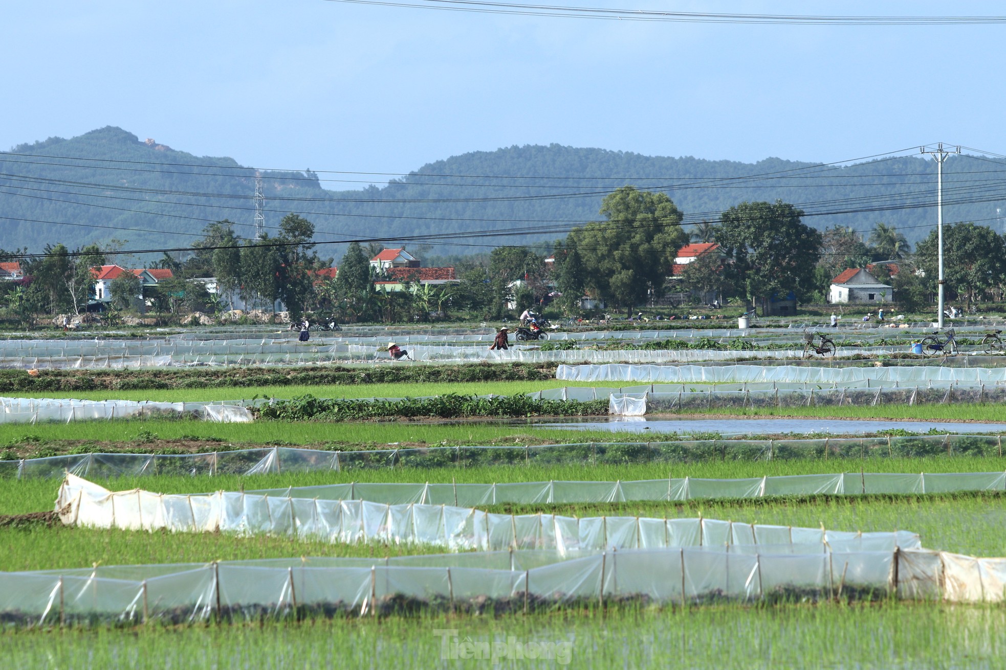 Cận Tết đi 'bán mặt cho đất, bán lưng cho trời' kiếm nửa triệu mỗi ngày - Ảnh 1.