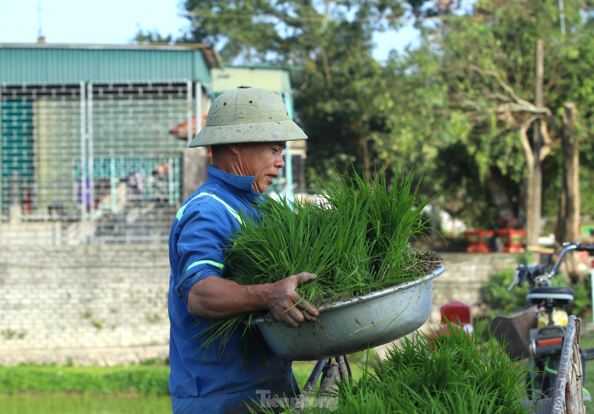 Cận Tết đi 'bán mặt cho đất, bán lưng cho trời' kiếm nửa triệu mỗi ngày - Ảnh 5.