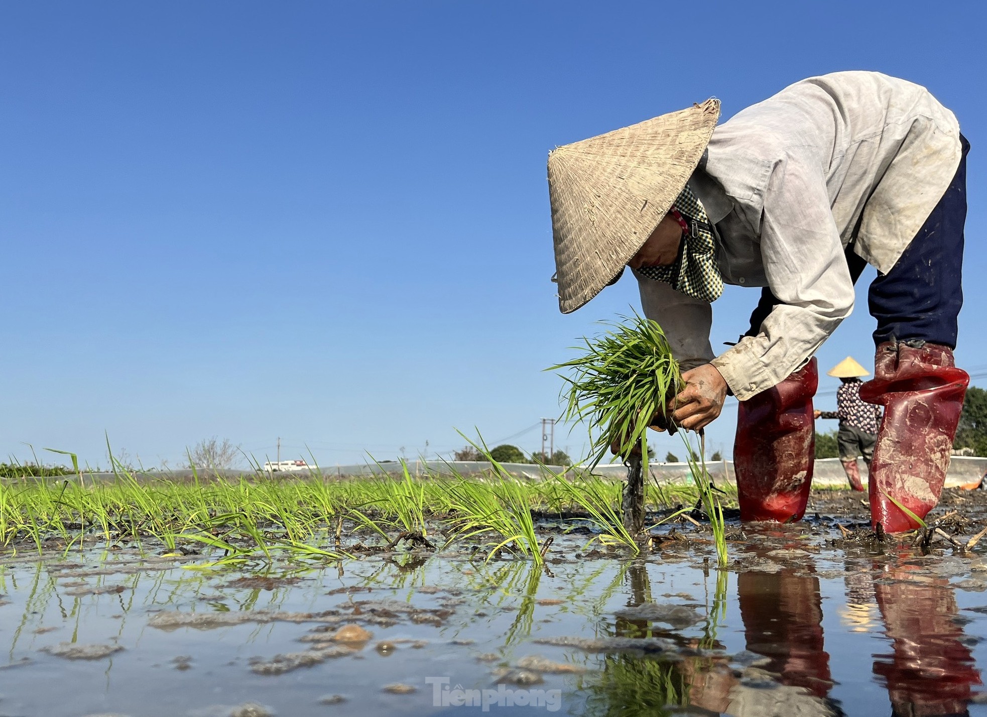 Cận Tết đi 'bán mặt cho đất, bán lưng cho trời' kiếm nửa triệu mỗi ngày - Ảnh 8.