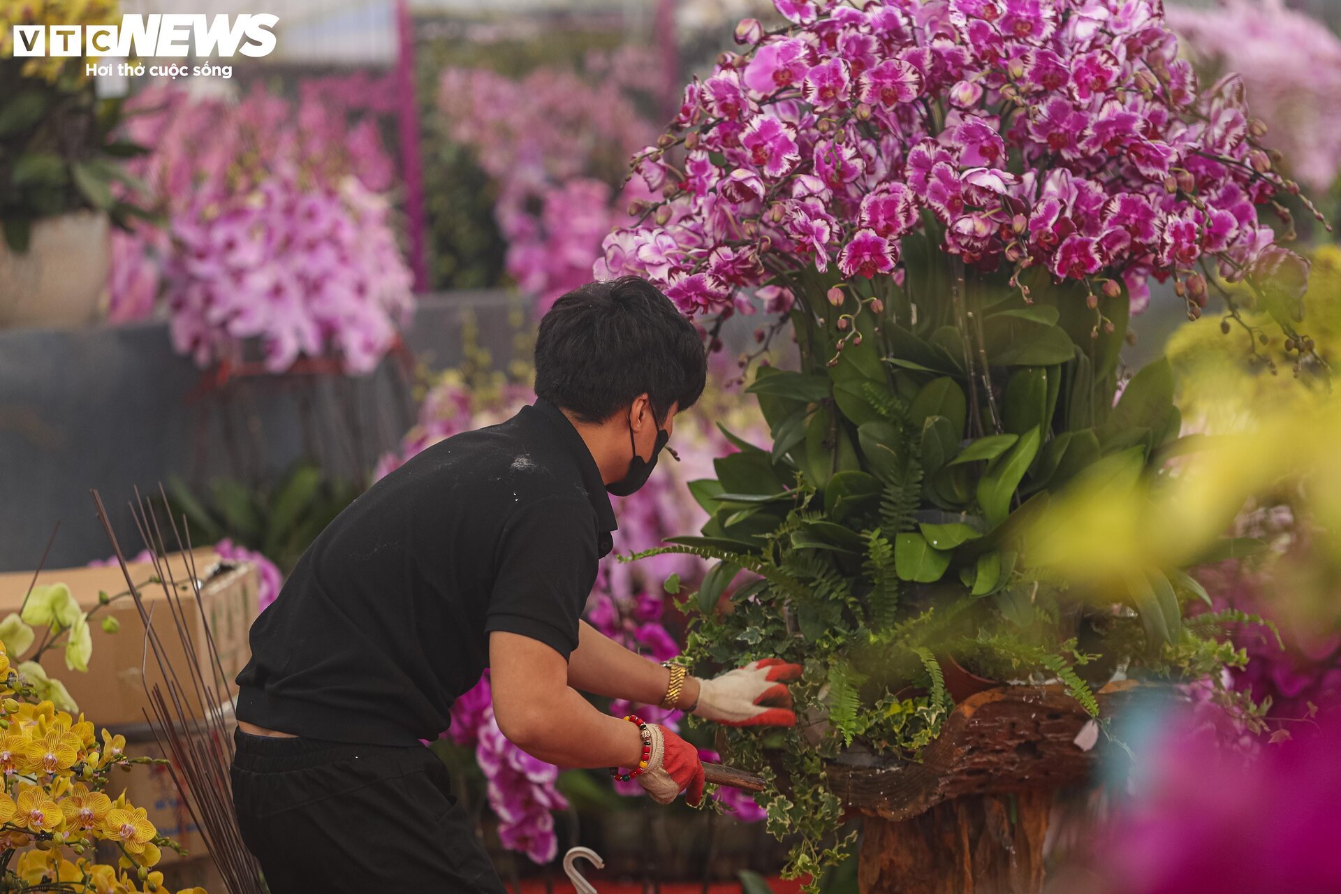 Lan hồ điệp đủ loại khoe sắc, người Hà Nội xuống tiền triệu mua hoa - Ảnh 12.