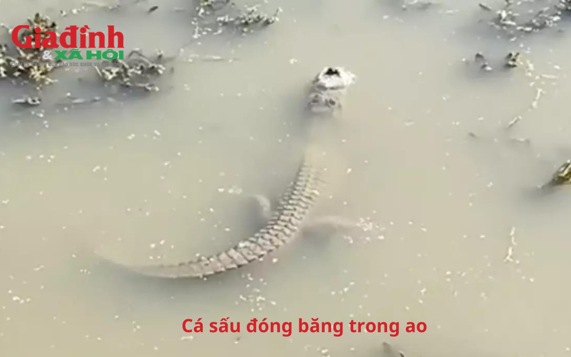 Kỳ lạ chuyện cá sấu đóng băng trong ao để sống sót