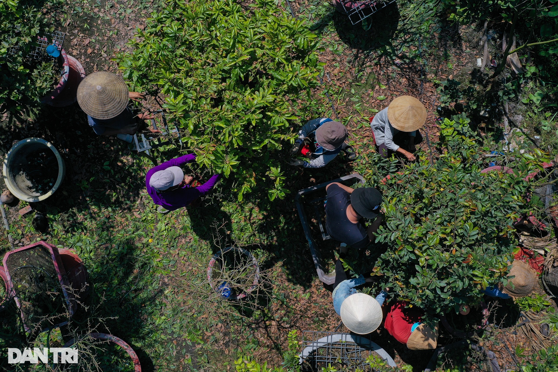Nhà vườn ở TPHCM chi tiền triệu thuê người lặt lá mai dịp Tết - Ảnh 7.