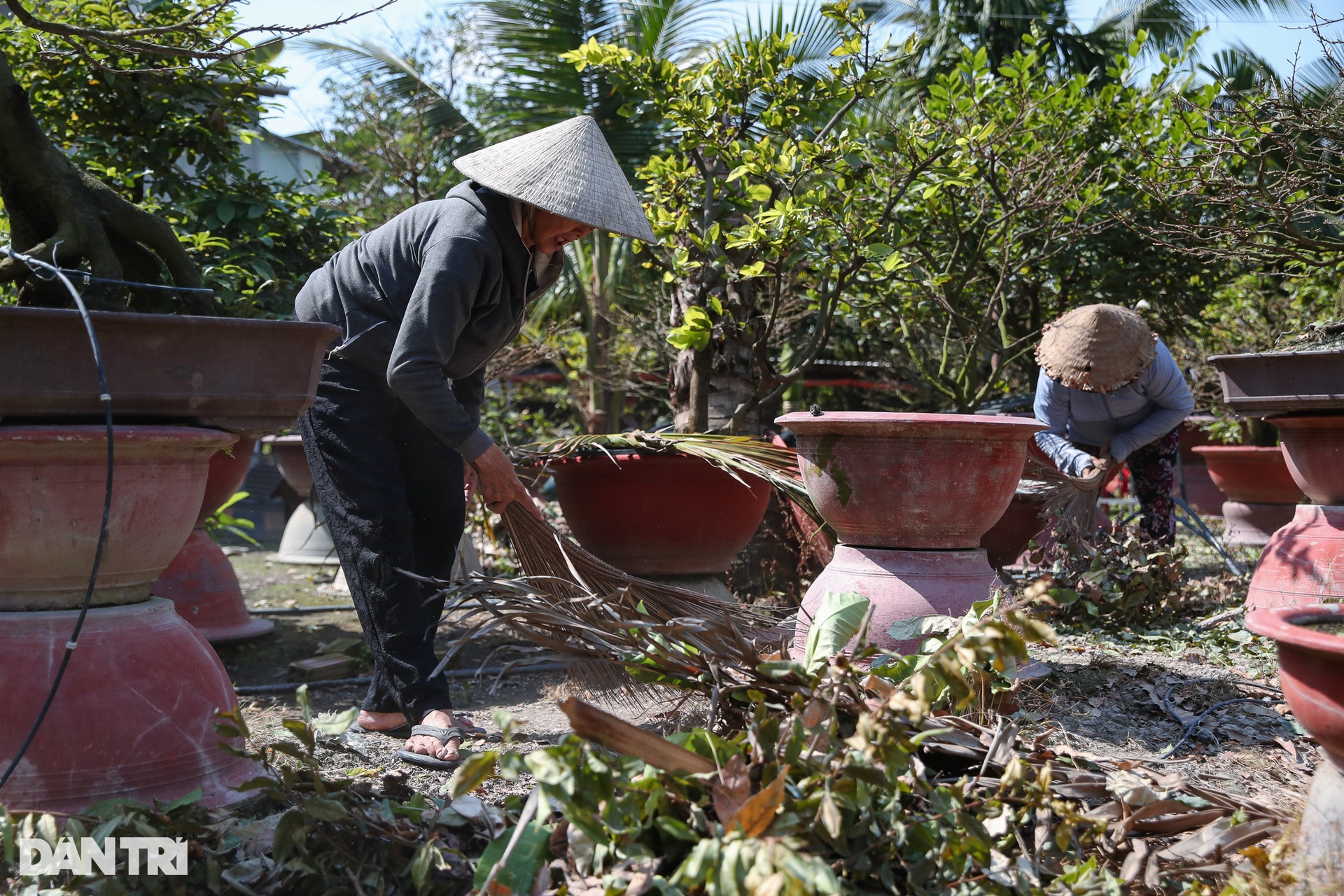 Nhà vườn ở TPHCM chi tiền triệu thuê người lặt lá mai dịp Tết - Ảnh 8.