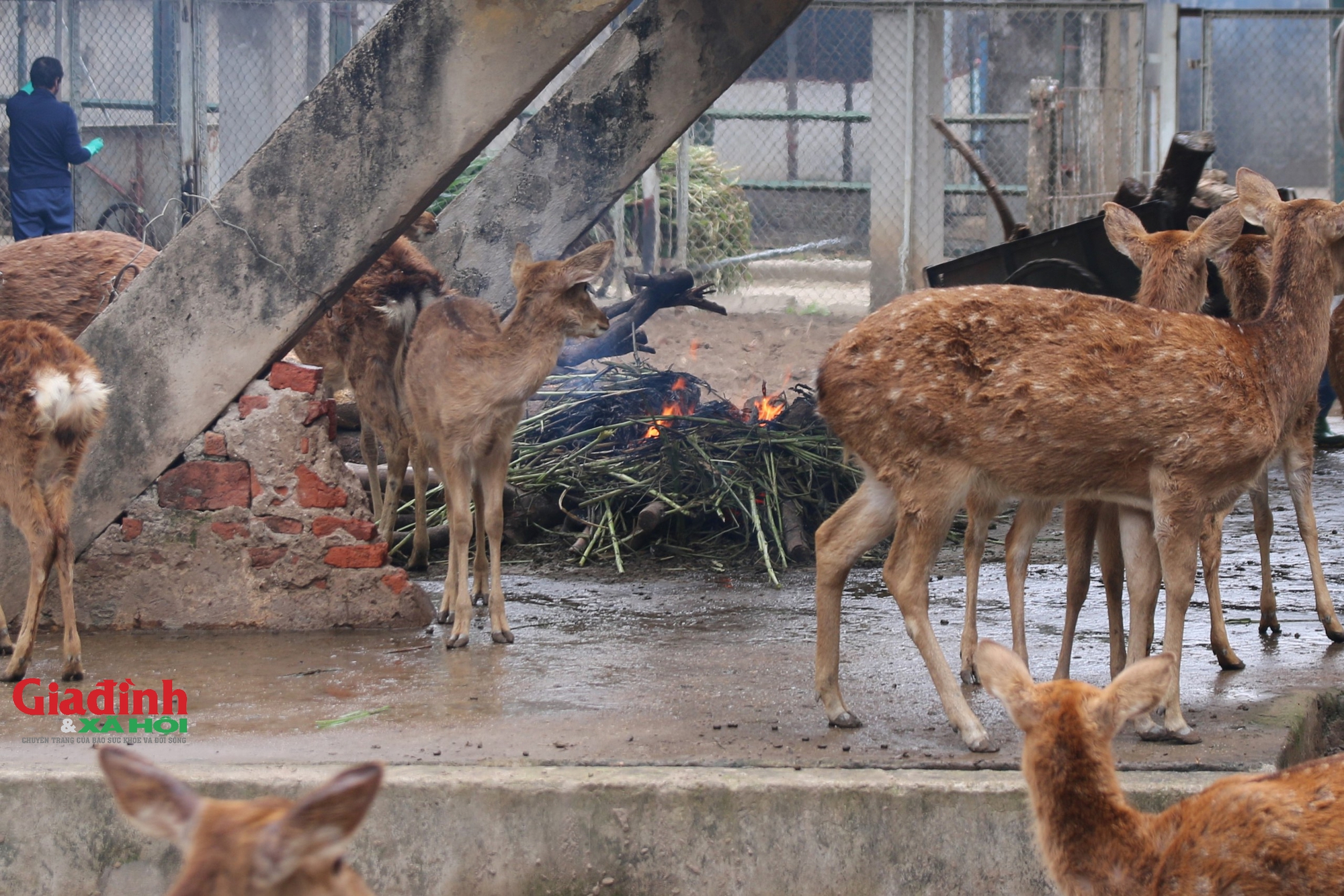 Trời rét buốt, nhân viên tất bật đốt lửa, phủ bạt... giữ ấm cho động vật tại Vườn thú Hà Nội - Ảnh 1.