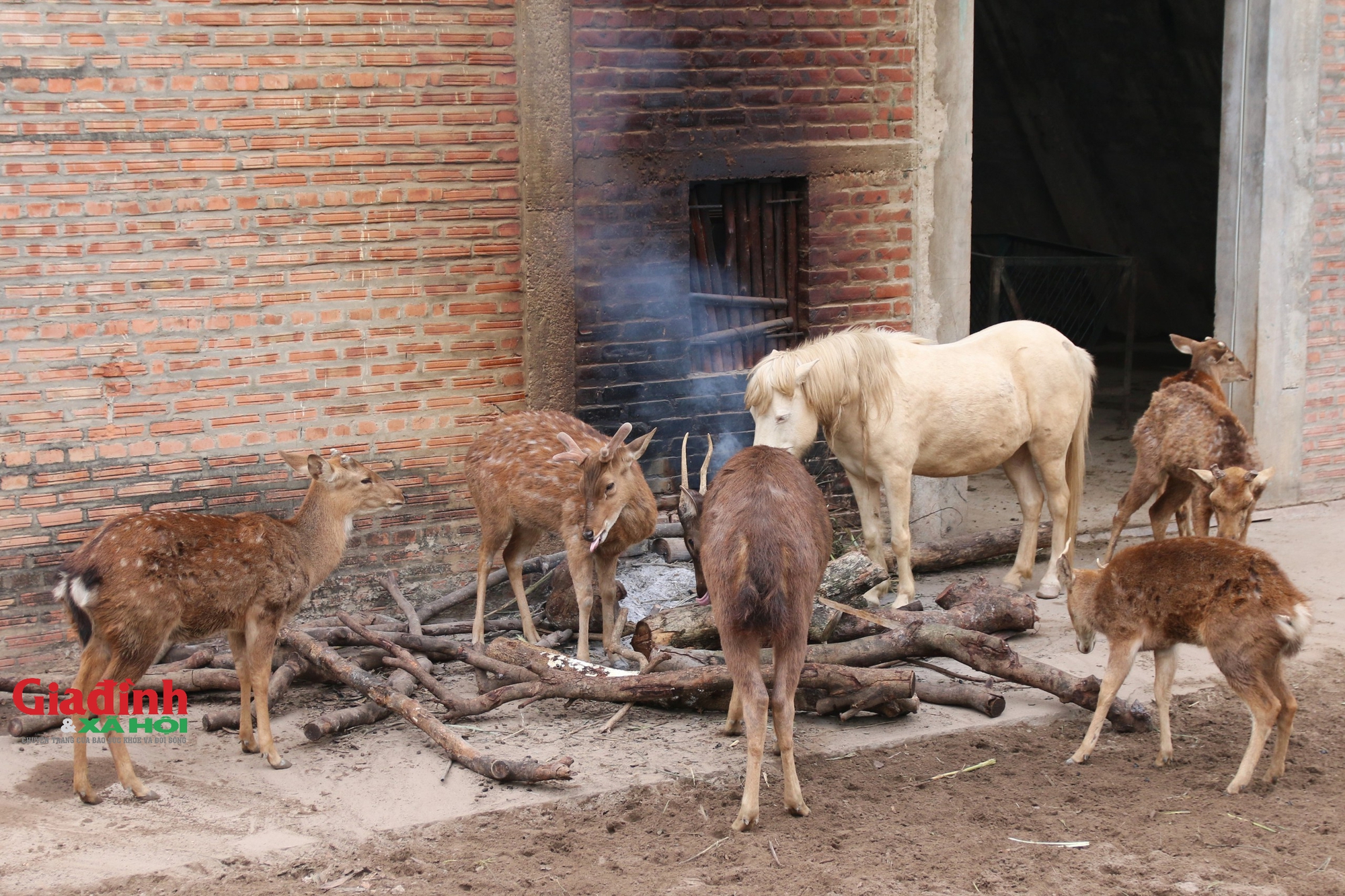 Trời rét buốt, nhân viên tất bật đốt lửa, phủ bạt... giữ ấm cho động vật tại Vườn thú Hà Nội - Ảnh 5.