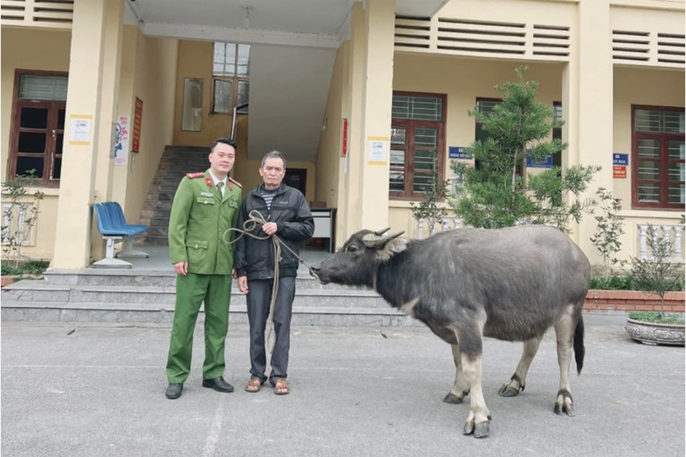 Đạo tặc tự dắt trâu tới đồn công an đầu thú