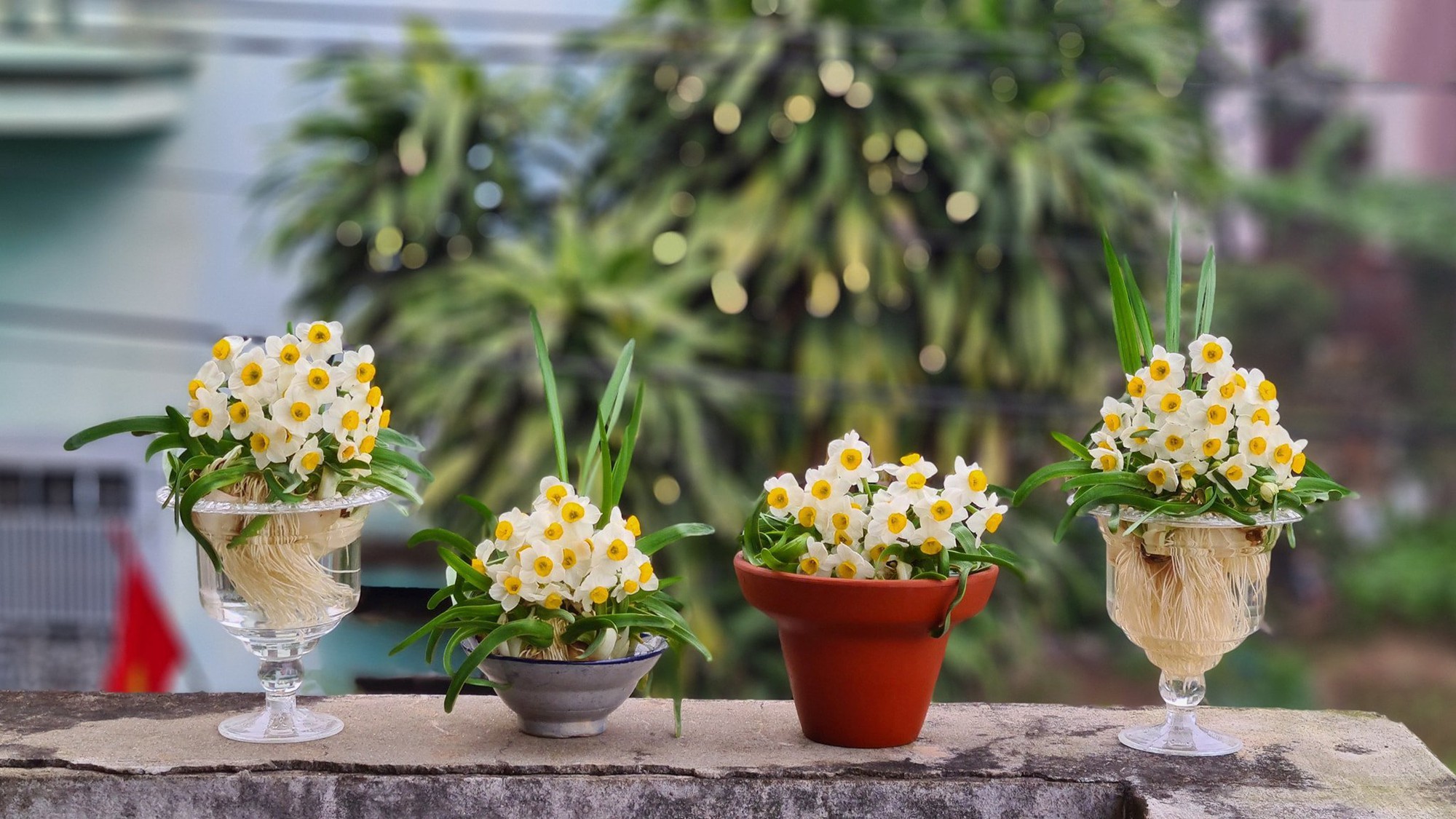 4 loại hoa vô cùng thích hợp để trồng trong nhà dịp Tết Nguyên đán- Ảnh 3.