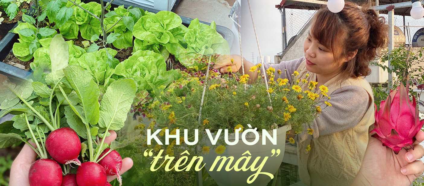 Mẹ 9X biến sân thượng thành khu vườn, thành quả là trồng được cả thanh long, cà chua… cả nhà ăn rau không xuể - Ảnh 1.