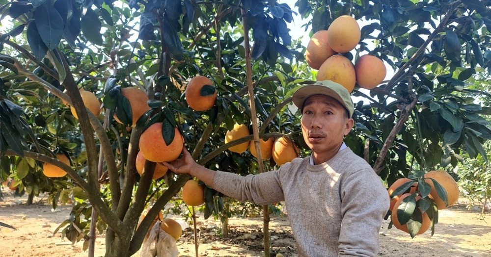 Trồng bưởi đỏ 'tiến vua' bán Tết, người dân Thanh Hóa đút túi nửa tỷ đồng - Ảnh 1. Trồng bưởi đỏ 'tiến vua' bán Tết, người dân Thanh Hóa đút túi nửa tỷ đồng - Ảnh 1.