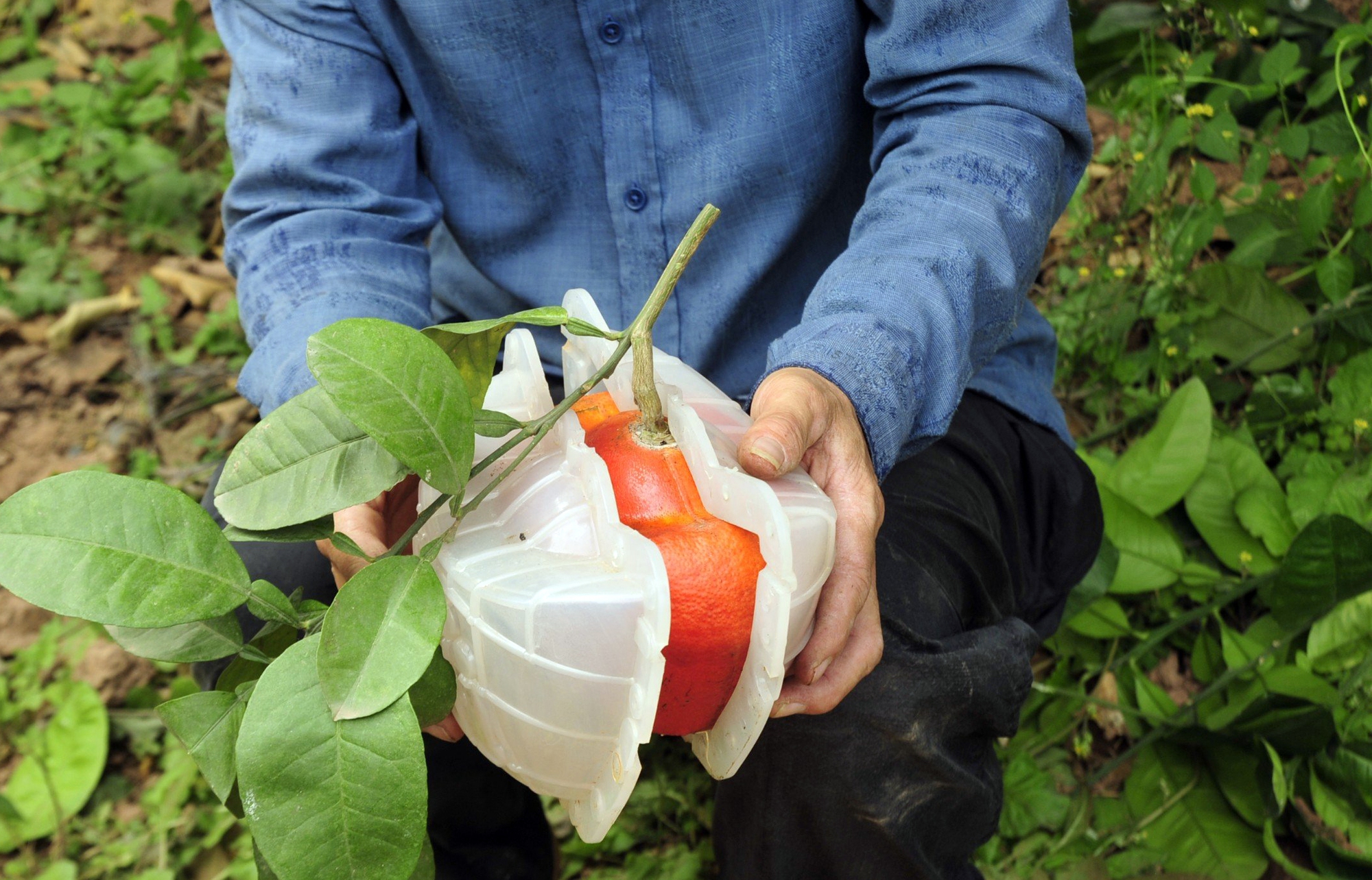 Hàng nghìn quả bưởi tạo hình Tài - Lộc đẹp mắt ở Hà Nội có giá bán đắt đỏ nhưng đã'cháy' hàng khi chưa kịp hái - Ảnh 7. Hàng nghìn quả bưởi tạo hình Tài - Lộc đẹp mắt ở Hà Nội có giá bán đắt đỏ nhưng đã'cháy' hàng khi chưa kịp hái - Ảnh 7.