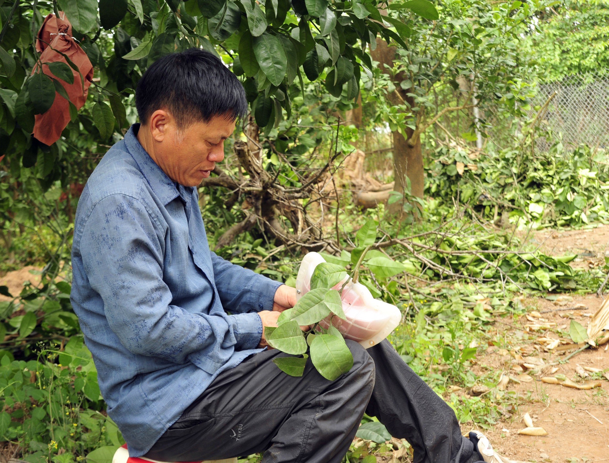 Hàng nghìn quả bưởi tạo hình Tài - Lộc đẹp mắt ở Hà Nội có giá bán đắt đỏ nhưng đã'cháy' hàng khi chưa kịp hái - Ảnh 6. Hàng nghìn quả bưởi tạo hình Tài - Lộc đẹp mắt ở Hà Nội có giá bán đắt đỏ nhưng đã'cháy' hàng khi chưa kịp hái - Ảnh 6.