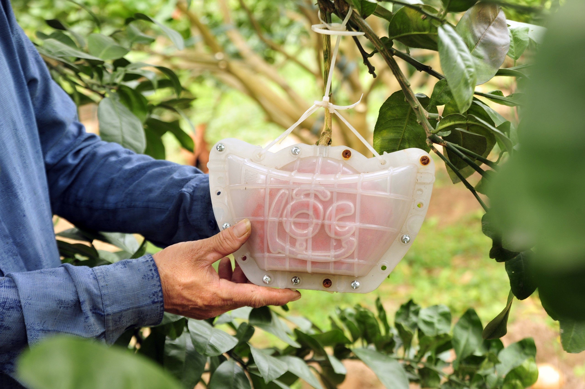 Hàng nghìn quả bưởi tạo hình Tài - Lộc đẹp mắt ở Hà Nội có giá bán đắt đỏ nhưng đã'cháy' hàng khi chưa kịp hái - Ảnh 3. Hàng nghìn quả bưởi tạo hình Tài - Lộc đẹp mắt ở Hà Nội có giá bán đắt đỏ nhưng đã'cháy' hàng khi chưa kịp hái - Ảnh 3.