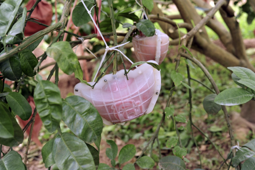 Hàng nghìn quả bưởi tạo hình Tài - Lộc đẹp mắt ở Hà Nội có giá bán đắt đỏ nhưng đã'cháy' hàng khi chưa kịp hái - Ảnh 4. Hàng nghìn quả bưởi tạo hình Tài - Lộc đẹp mắt ở Hà Nội có giá bán đắt đỏ nhưng đã'cháy' hàng khi chưa kịp hái - Ảnh 4.