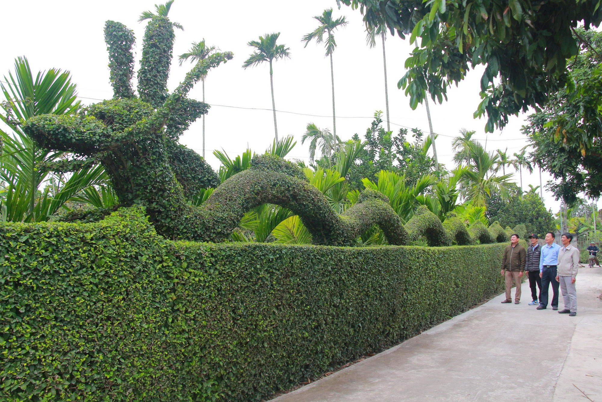 Độc đáo con rồng được tạo từ cây duối của một gia đình ở Nam Định