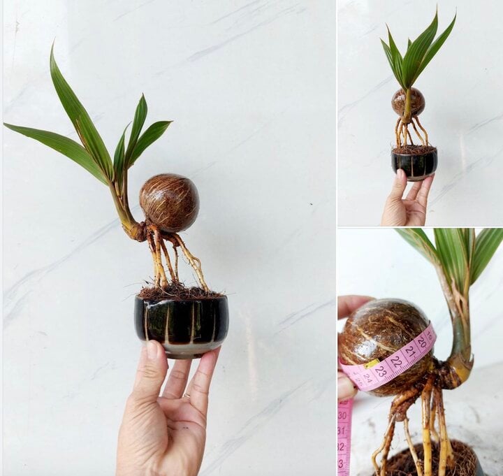 Dừa bonsai độc lạ ‘đắt như tôm tươi’ dịp Tết - Ảnh 2.