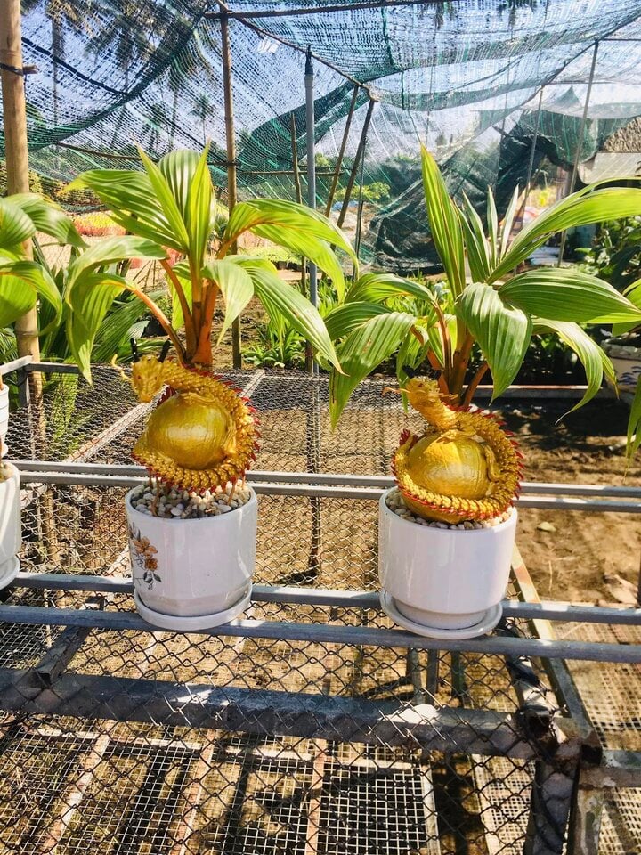 Dừa bonsai độc lạ ‘đắt như tôm tươi’ dịp Tết - Ảnh 5.