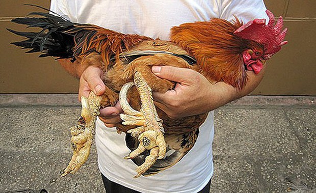 Giống gà đắt nhất Việt Nam: 50 triệu/con đại gia vẫn tranh đặt hàng - Ảnh 3.