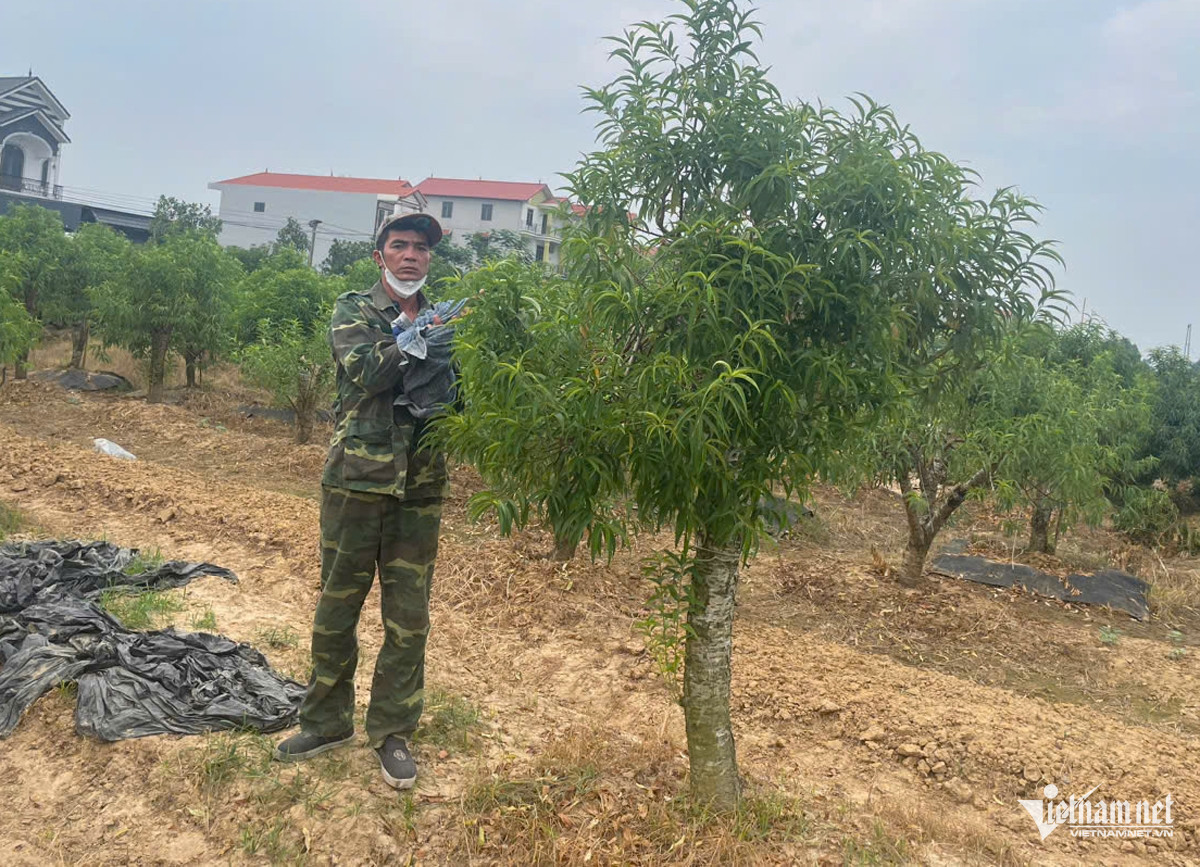 Ghen ăn tức ở, nửa đêm đi hủy hoại 350 cây đào cảnh của người cùng thôn - Ảnh 2.