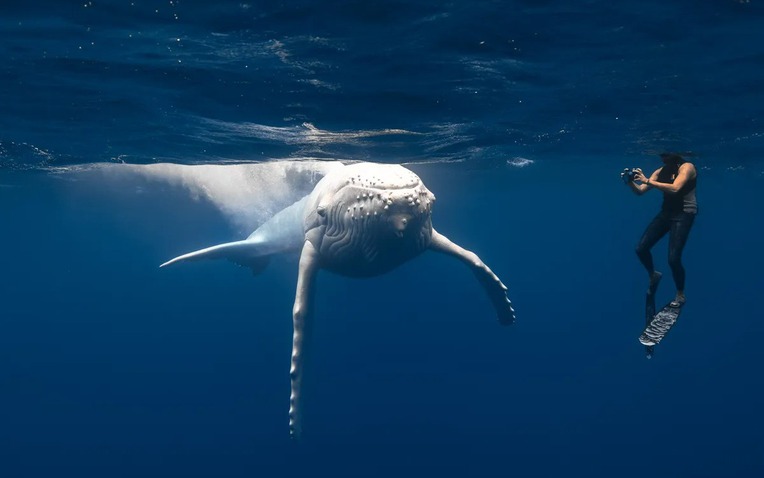 mahina-and-diver-l-1728871012372133578177-23-0-773-1200-crop-1728871347077445686913-1728957083396-1728957086642938663898.jpg