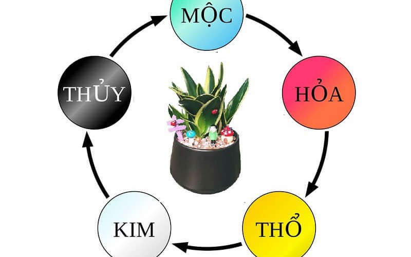 Cây lưỡi hổ may mắn, phát tài nhưng 2 mệnh này kị dùng và kị đặt ở 2 vị trí này kẻo tài lộc bay đi hết