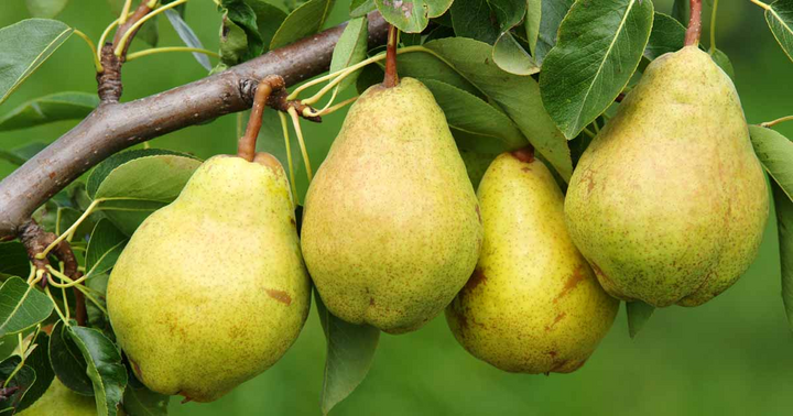 15-of-the-bes-fruiting-pear-trees-to-grow-at-home-fb-11311519-1729220336202-17292203363002094280848.png