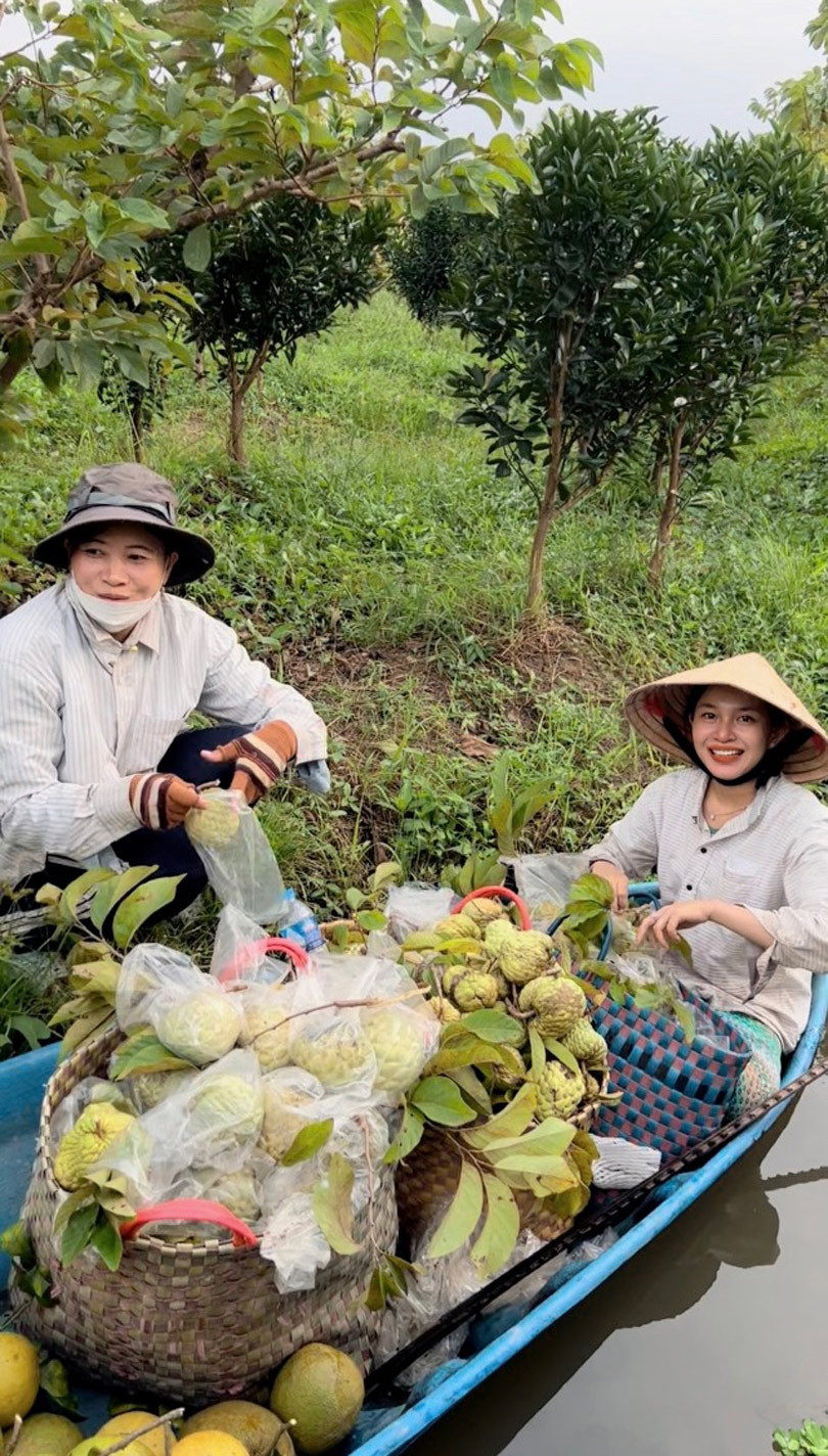 Nàng dâu Vĩnh Long thích ăn vú sữa, mẹ chồng mua luôn cây giống về trồng