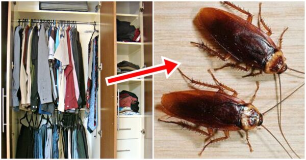 Cách đuổi gián trong tủ quần áo vô cùng đơn giản, an toàn và hiệu quả- Ảnh 3.