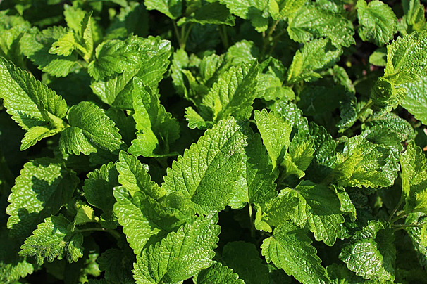 pngtree-lemon-balm-in-the-garden-herb-lemon-balm-nature-photo-image29873158-17300408488591284726294.jpg