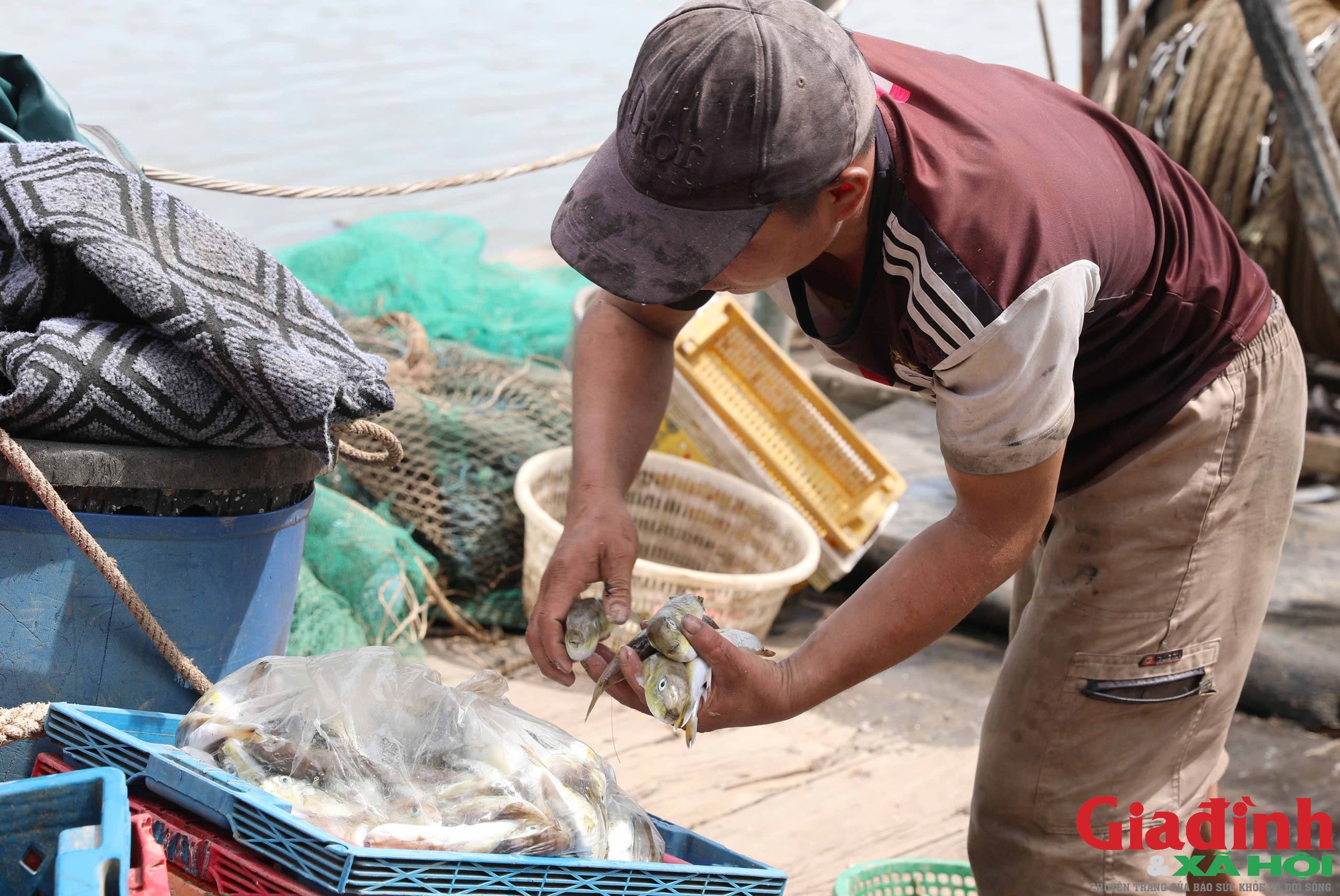 Vì sao loại cá chứa chất kịch độc người dân vùng biển miền Trung vẫn tranh nhau mua? - Ảnh 2.