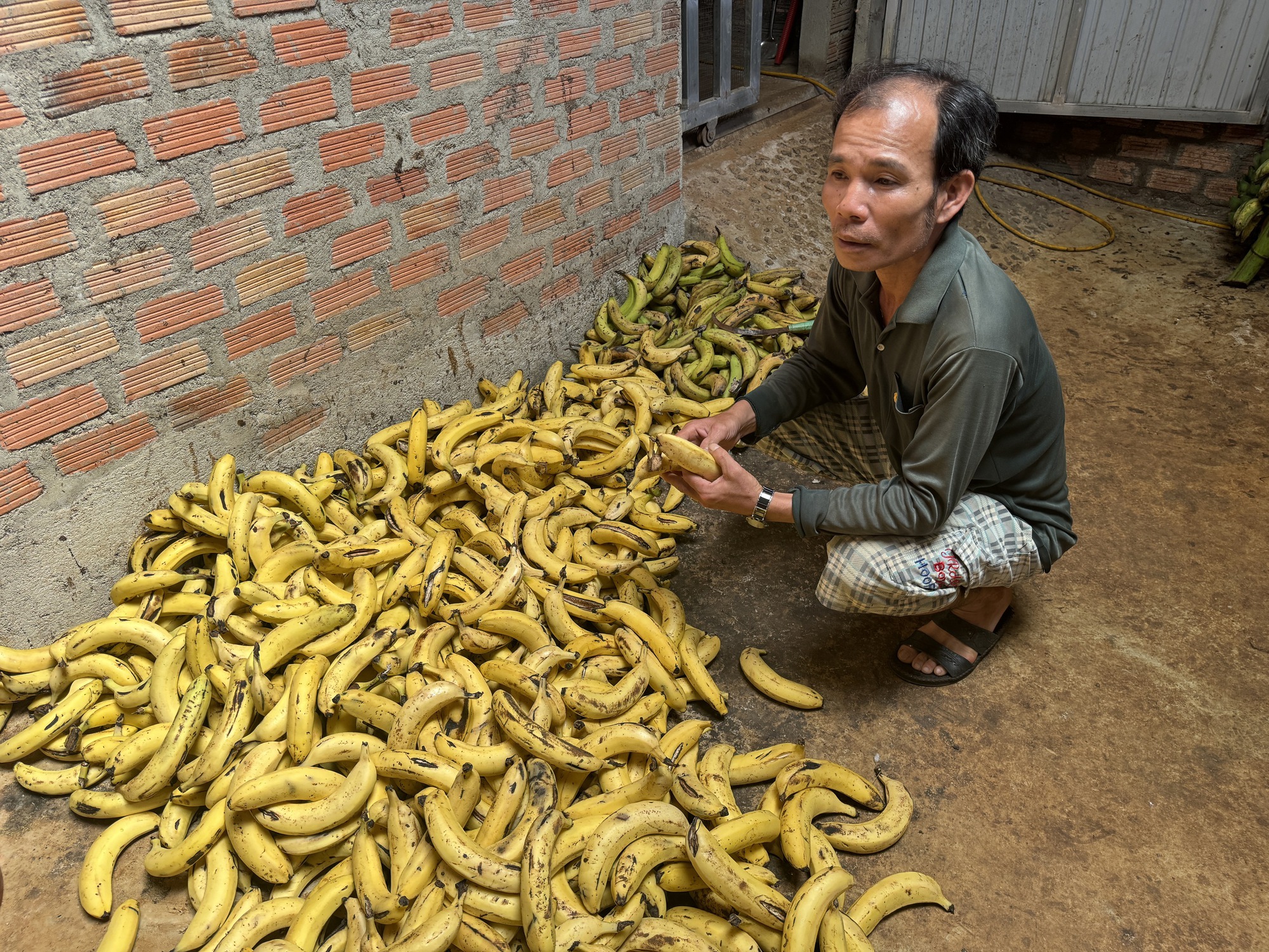 Bỏ làm kỹ sư, lão nông nuôi con &quot;ăn quả trả vàng&quot;, thu 50 triệu đồng/tháng- Ảnh 3.